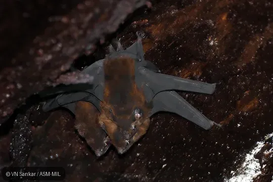 Also as Wagner's Sac-winged Bat.