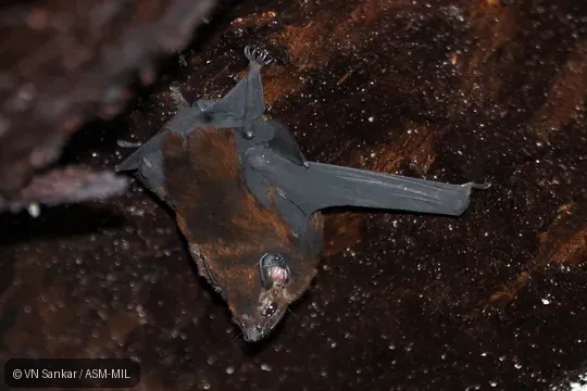 Also as Wagner's Sac-winged Bat.