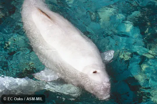 Dorsal view, showing blowhole open.  Formerly in order Cetacea.  Also as Sea Canary, White Whale.