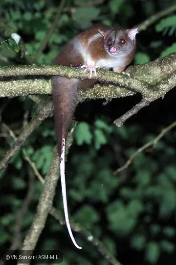 Also as Central American Woolly Opossum, Derby's Pale-eared Woolly Opossum.