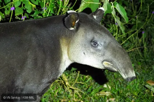 Also as Tapirella bairdii.  Also as Baird's Tapir.