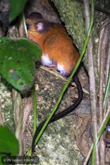 Also as Big Arboreal Rice Rat · Long-furred Oecomys · Trinidad Arboreal Rice Rat.