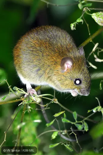 Formerly Oligoryzomys fulvescens costaricensis, Fulvous Pygmy Rice Rat or Fulvous Colilargo.