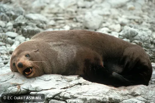 Side view.  Formerly Arctophoca forsteri.  Also as Antipodean Fur Seal|New Zealand Fur Seal|Black Fur Seal|South Australian Fur Seal.