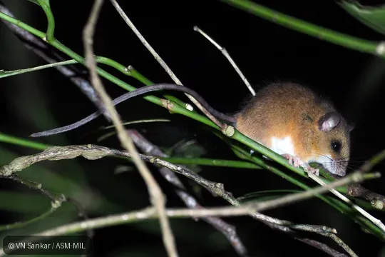 Probably undescribed species. Probably undescribed species.