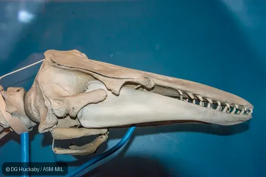 Mounted skeleton.  Formerly in order Cetacea.  Also as Sea Canary, White Whale.