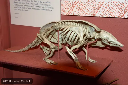 Mounted skeleton.   Also as Seven-banded Armadillo, Yellow Armadillo, Southern Long-nosed Armadillo, Brazilian Lesser Long-nosed Armadillo.