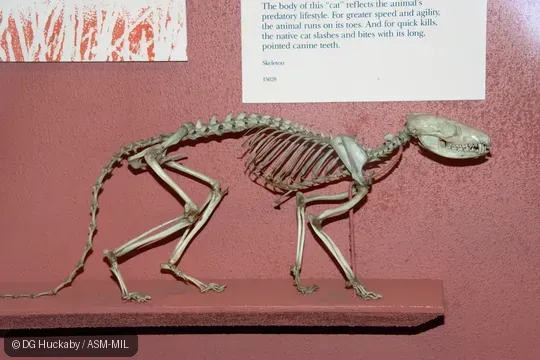 Mounted skeleton.  Also as Tiger Cat, Tiger Quoll.