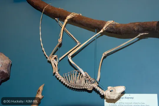 Mounted skeleton.  Also as Philippine Flying Lemur.