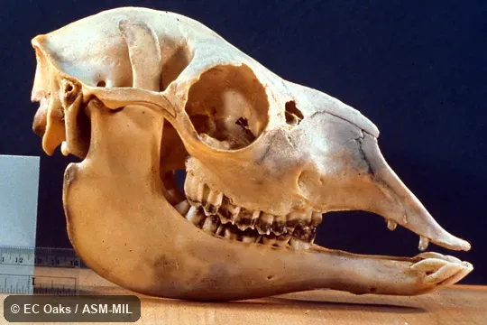 Side view of skull. Side view of skull.