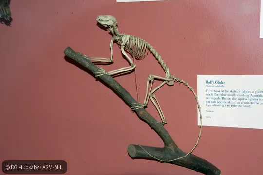 Mounted skeleton.  Also as Bellied Glider, Fluffy Glider.