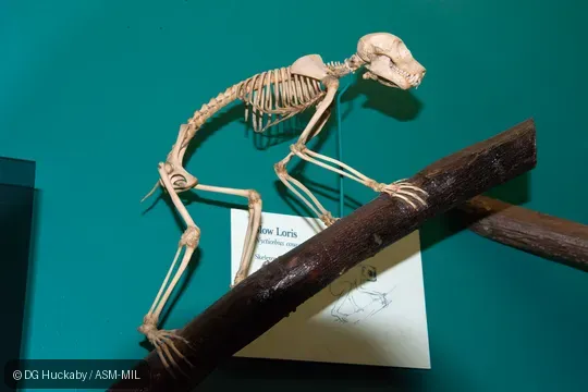 Mounted skeleton.  Also as Greater Slow Loris · Sunda Slow Loris.