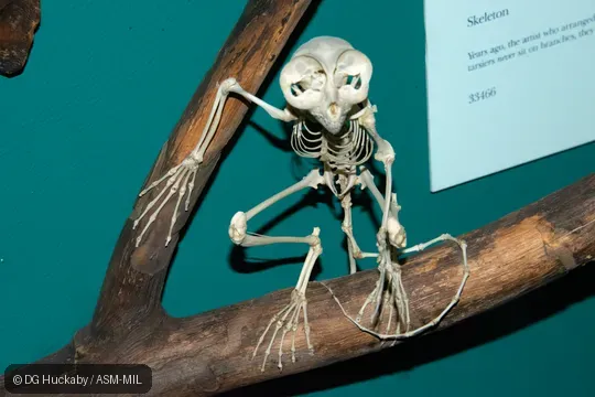 Mounted skeleton.  Formerly as Tarsius bancanus, Horsfield’s Tarsier.