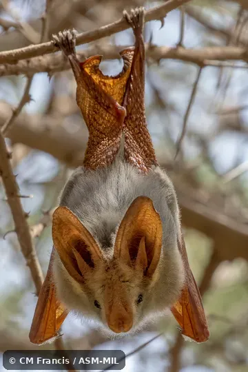 Lavia frons rex.  Also as African Yellow-winged Bat, Yellow-winged Bat.