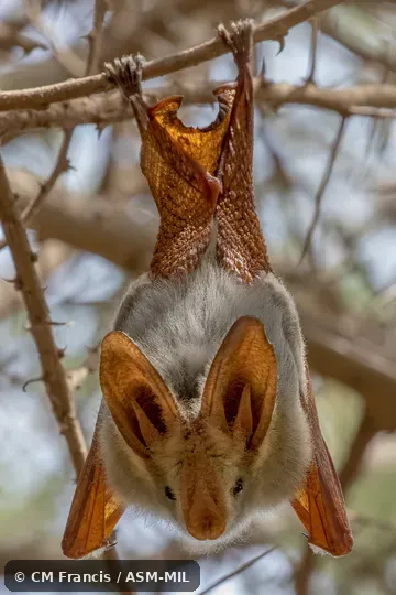 Lavia frons rex.  Also as African Yellow-winged Bat, Yellow-winged Bat.