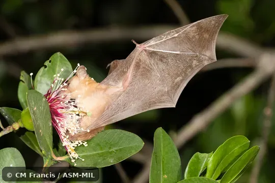 Also as Dagger-toothed Flower Bat, Dagger-toothed Long-nosed Fruit Bat, Dagger-toothed Long-tongued Blossom Bat, Lesser Long-nosed Fruit Bat, Lesser Long-tongued Fruit Bat, Lesser Long-tongued Nectar Bat, Northern Blossom Bat. Also as Dagger-toothed Flower Bat, Dagger-toothed Long-nosed Fruit Bat, Dagger-toothed Long-tongued Blossom Bat, Lesser Long-nosed Fruit Bat, Lesser Long-tongued Fruit Bat, Lesser Long-tongued Nectar Bat, Northern Blossom Bat.