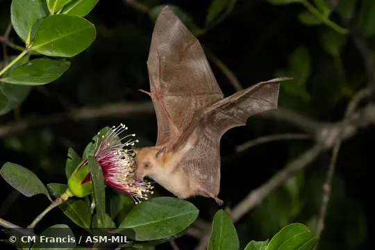 Also as Dagger-toothed Flower Bat, Dagger-toothed Long-nosed Fruit Bat, Dagger-toothed Long-tongued Blossom Bat, Lesser Long-nosed Fruit Bat, Lesser Long-tongued Fruit Bat, Lesser Long-tongued Nectar Bat, Northern Blossom Bat. Also as Dagger-toothed Flower Bat, Dagger-toothed Long-nosed Fruit Bat, Dagger-toothed Long-tongued Blossom Bat, Lesser Long-nosed Fruit Bat, Lesser Long-tongued Fruit Bat, Lesser Long-tongued Nectar Bat, Northern Blossom Bat.