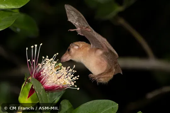 Also as Dagger-toothed Flower Bat, Dagger-toothed Long-nosed Fruit Bat, Dagger-toothed Long-tongued Blossom Bat, Lesser Long-nosed Fruit Bat, Lesser Long-tongued Fruit Bat, Lesser Long-tongued Nectar Bat, Northern Blossom Bat. Also as Dagger-toothed Flower Bat, Dagger-toothed Long-nosed Fruit Bat, Dagger-toothed Long-tongued Blossom Bat, Lesser Long-nosed Fruit Bat, Lesser Long-tongued Fruit Bat, Lesser Long-tongued Nectar Bat, Northern Blossom Bat.