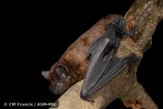 Formerly Pipistrellus stenopterus. Also as Malayan Noctule. Formerly Pipistrellus stenopterus. Also as Malayan Noctule.