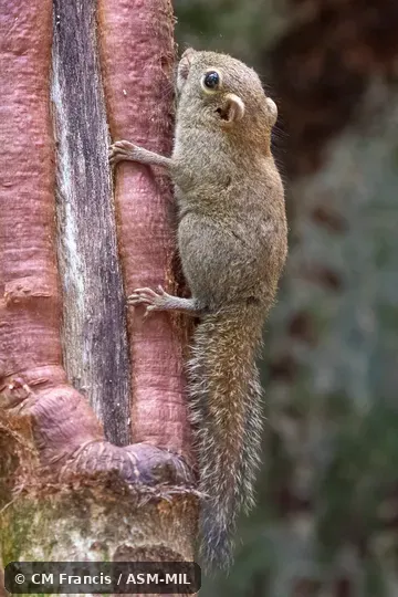 Individual of 1001556