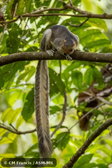 Also as Cream-colored Giant Squirrel.