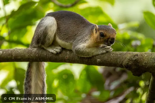 Also as Cream-colored Giant Squirrel.