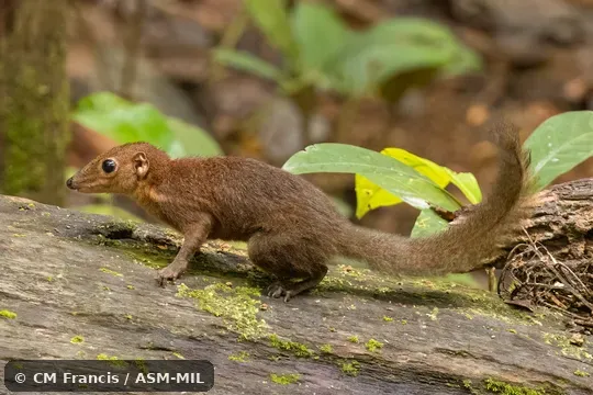 Formerly Tupaia longipes longipes.  Also as Northern Bornean Treeshrew · Northern Long-footed Treeshrew · Plain Treeshrew.