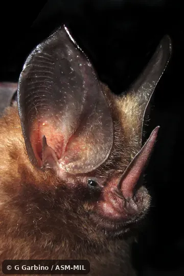 Mimon bennettii image