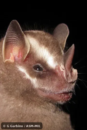 Platyrrhinus recifinus image