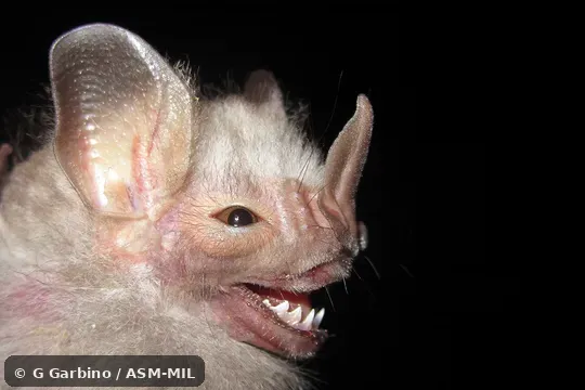 Also as Ipanema Bat. Also as Ipanema Bat.