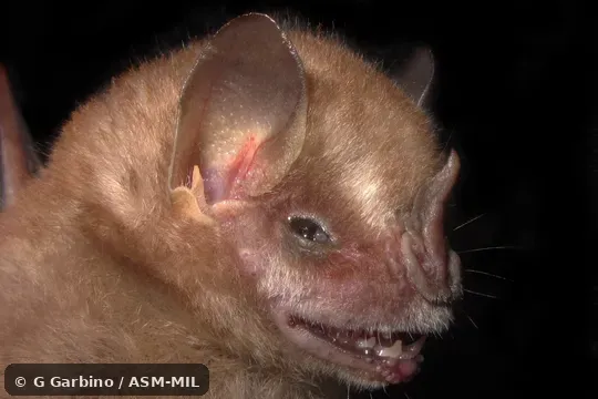 Also as Southern Yellow-eared Bat. Also as Southern Yellow-eared Bat.