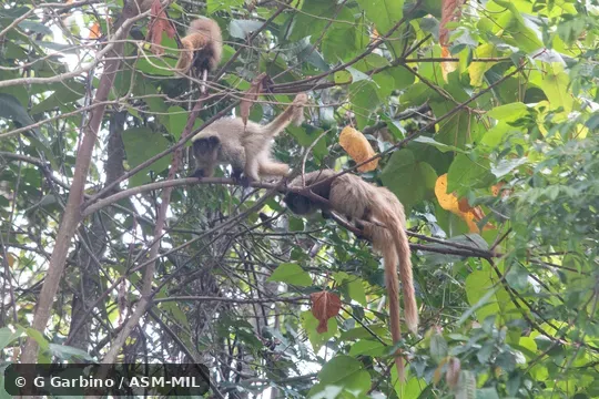 Click to learn more about this species Also as Black-fronted Titi Monkey · Northern Masked Titi.