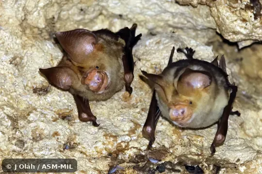 Click to learn more about this species Also as Crested Leaf-nosed Bat.