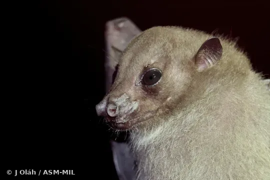 Click to learn more about this species