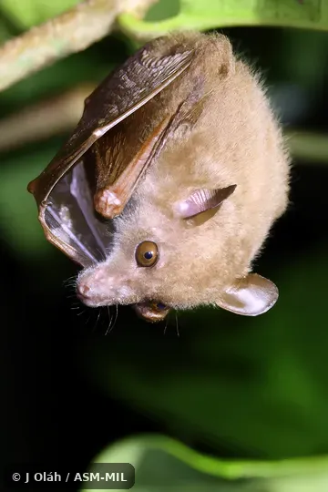 Also as Dagger-toothed Flower Bat, Dagger-toothed Long-nosed Fruit Bat, Dagger-toothed Long-tongued Blossom Bat, Lesser Long-nosed Fruit Bat, Lesser Long-tongued Fruit Bat, Lesser Long-tongued Nectar Bat, Northern Blossom Bat. Also as Dagger-toothed Flower Bat, Dagger-toothed Long-nosed Fruit Bat, Dagger-toothed Long-tongued Blossom Bat, Lesser Long-nosed Fruit Bat, Lesser Long-tongued Fruit Bat, Lesser Long-tongued Nectar Bat, Northern Blossom Bat.
