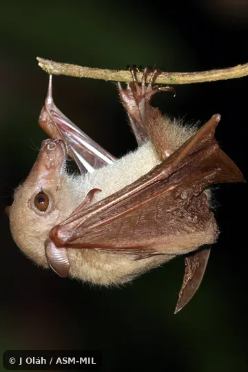Also as Dagger-toothed Flower Bat, Dagger-toothed Long-nosed Fruit Bat, Dagger-toothed Long-tongued Blossom Bat, Lesser Long-nosed Fruit Bat, Lesser Long-tongued Fruit Bat, Lesser Long-tongued Nectar Bat, Northern Blossom Bat. Also as Dagger-toothed Flower Bat, Dagger-toothed Long-nosed Fruit Bat, Dagger-toothed Long-tongued Blossom Bat, Lesser Long-nosed Fruit Bat, Lesser Long-tongued Fruit Bat, Lesser Long-tongued Nectar Bat, Northern Blossom Bat.