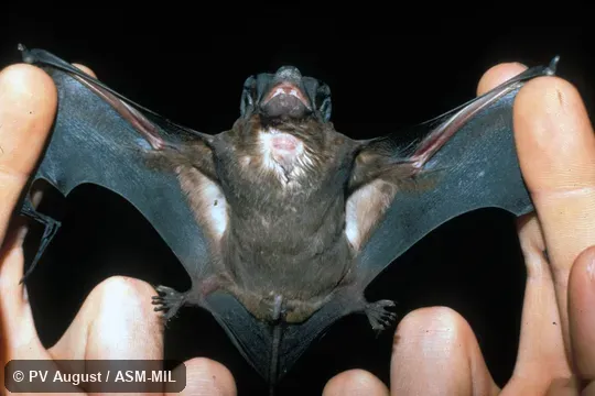 View of underside of male, showing sternal gland.  Also as Pallas’s Free-tailed Bat|Velvety Free-tailed Bat.