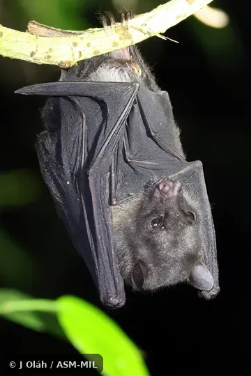 Also as Suhaniah's Fruit Bat. Also as Suhaniah's Fruit Bat.
