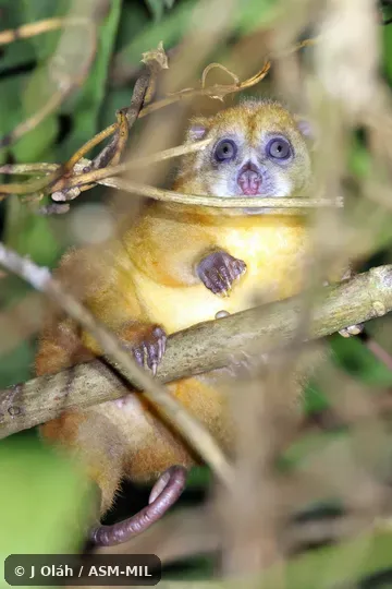 Phalanger pelengensis pelengensis. Formerly Strigocuscus pelengensis. Also as Banggai Cuscus · Menden's Cuscus · Peleng Phalanger. Phalanger pelengensis pelengensis. Formerly Strigocuscus pelengensis. Also as Banggai Cuscus · Menden's Cuscus · Peleng Phalanger.