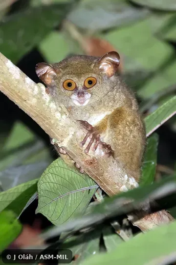 Undescribed species