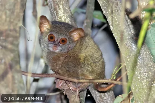 Click to learn more about this species Formerly part of Tarsius tarsier, Spectral Tarsier.