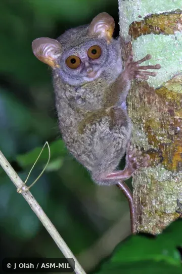 Tarsius niemitzi image