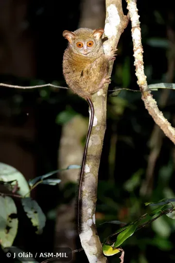 Also as Peleng Island Tarsier.