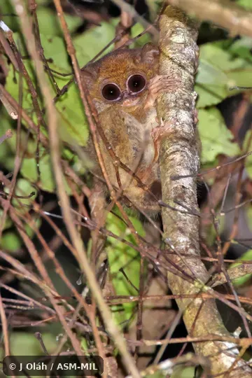Also as Lesser Spectral Tarsier · Mountain Tarsier · Sulawesi Mountain Tarsier.