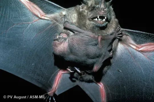 Female with single young attached to underside. Also as Jamaican Artibeus. Female with single young attached to underside. Also as Jamaican Artibeus.