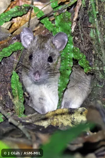 Also as Common Bunomys · Yellow-haired Hill Rat Also as Common Bunomys · Yellow-haired Hill Rat
