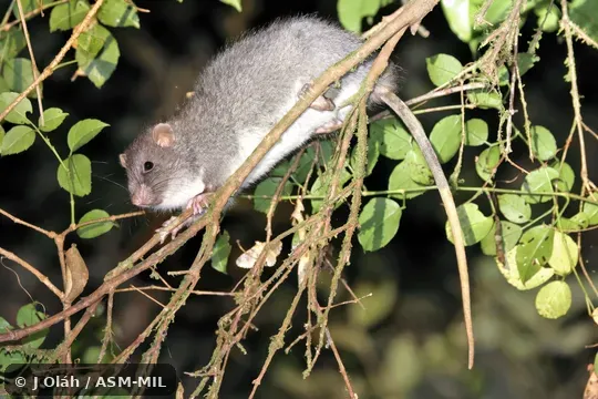 Click to learn more about this species Also as Meyer's Lenomys · Trefoil-toothed Giant Rat.