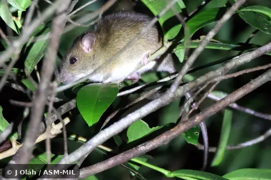 Click to learn more about this species Also as Koopman's Rat.