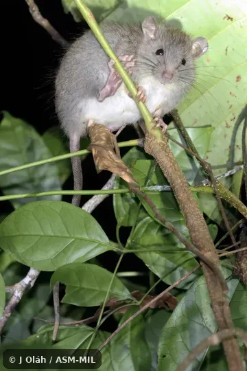 Also as Peleng Rat · Peleng Xanthurus Rat. Also as Peleng Rat · Peleng Xanthurus Rat.