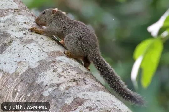Click to learn more about this species Formerly part of Prosciurillus leucomus, Whitish Dwarf Squirrel.